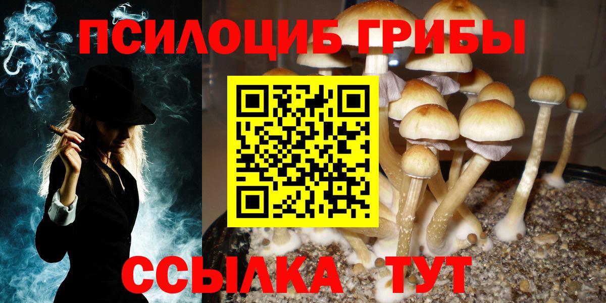 купить наркотики сайты  Псилоцибиновые грибы MAGIC MUSHROOMS  Вход с VPN  Верхняя Пышма  Галлюциногенные грибы Psilocybe 